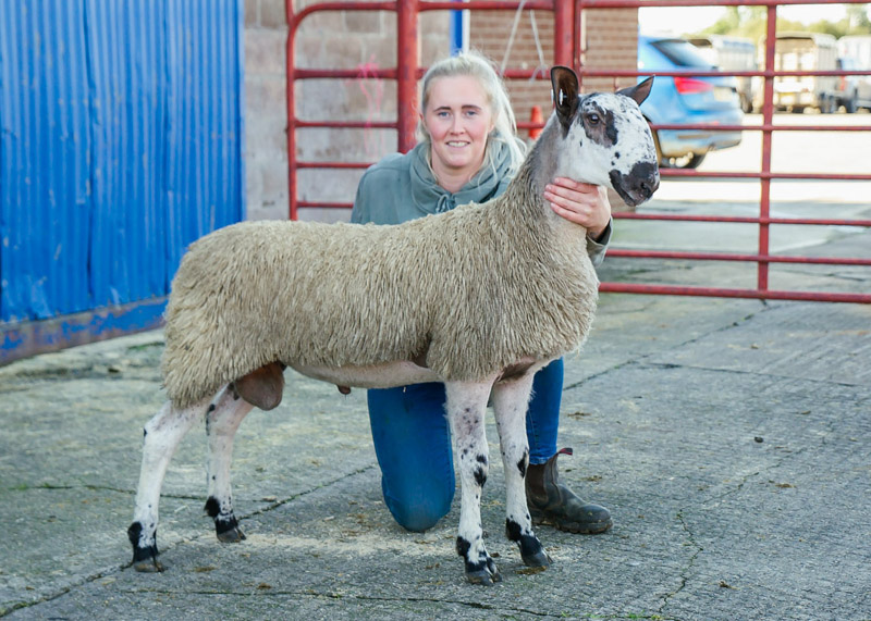 BFL Ram Lamb